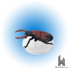 Beetle Carapace #28